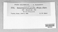 Cladosporium iridis image
